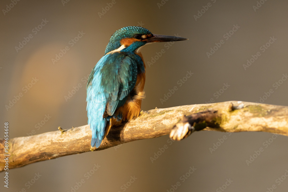 Kingfisher
