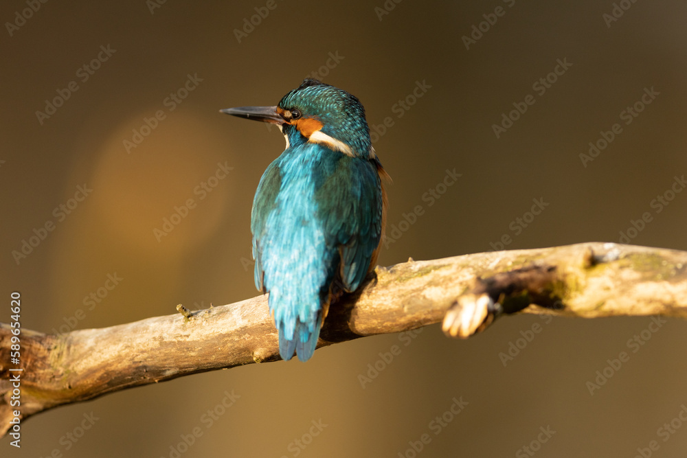 Kingfisher