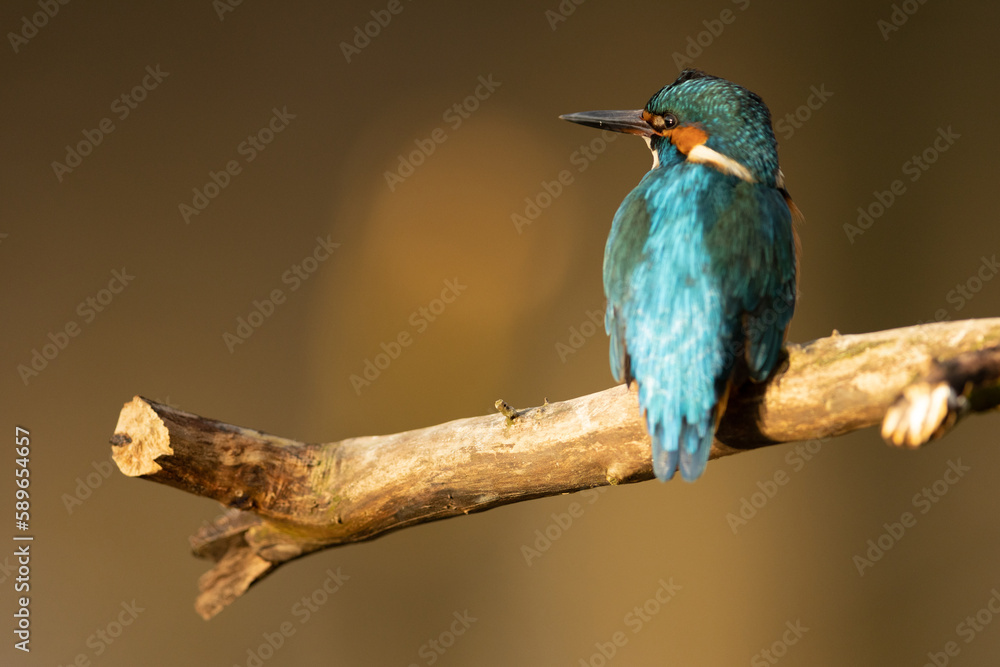 Kingfisher