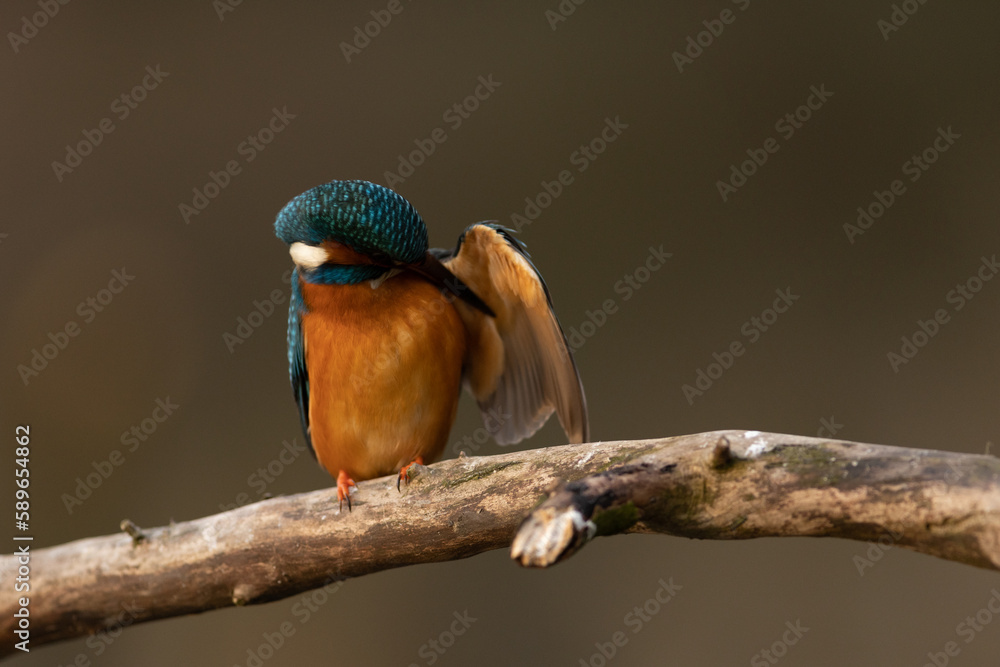 Kingfisher