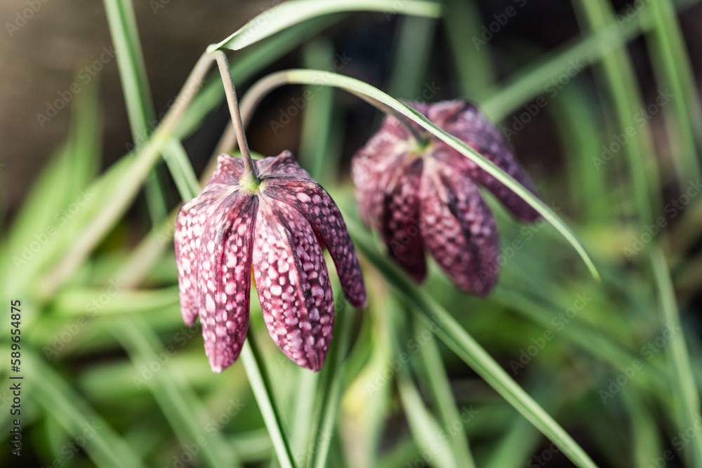 snake's head Fritillaria meleagris blooming in early spring. snake's head Fritillaria meleagris blooming in early spring.