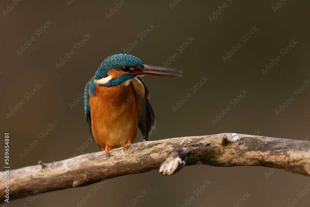 Kingfisher