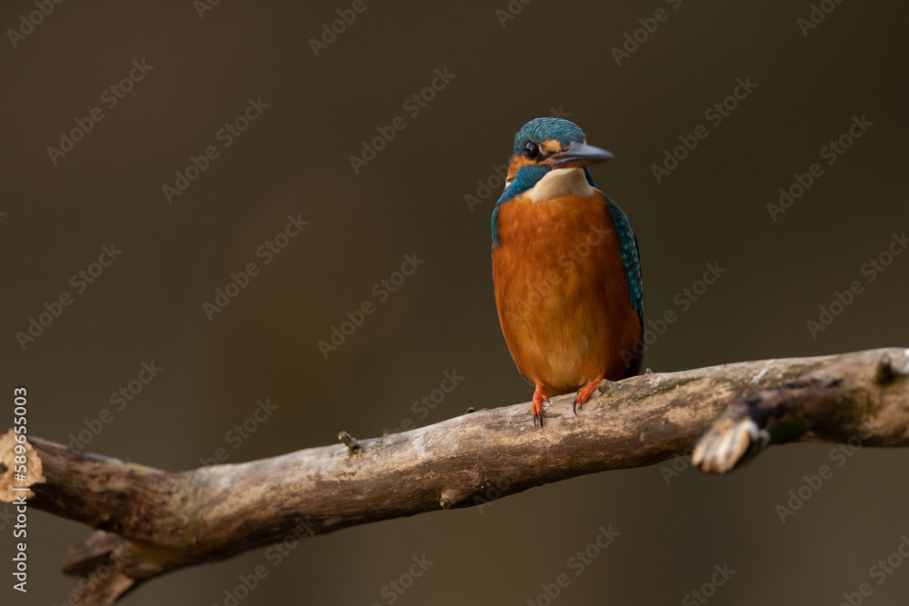 Kingfisher