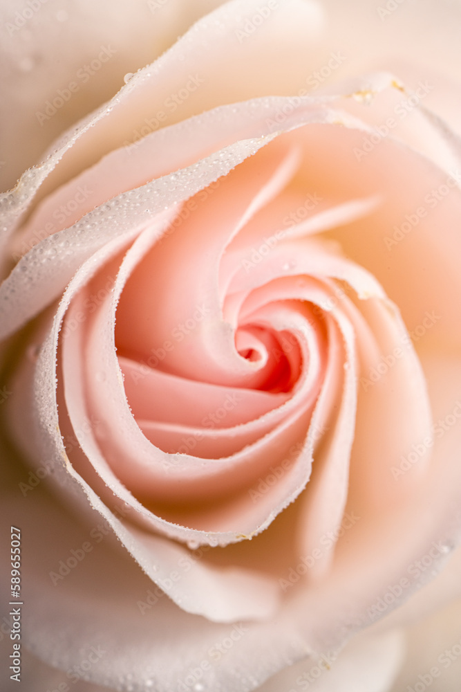 Details of a pink blooming rose. Details of a pink blooming rose.