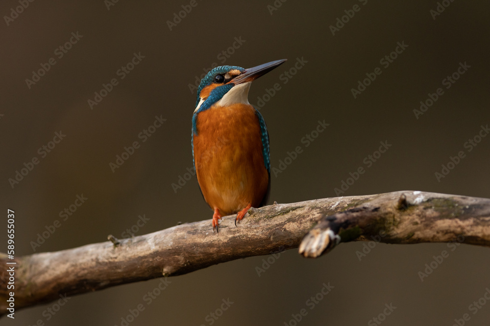 Kingfisher
