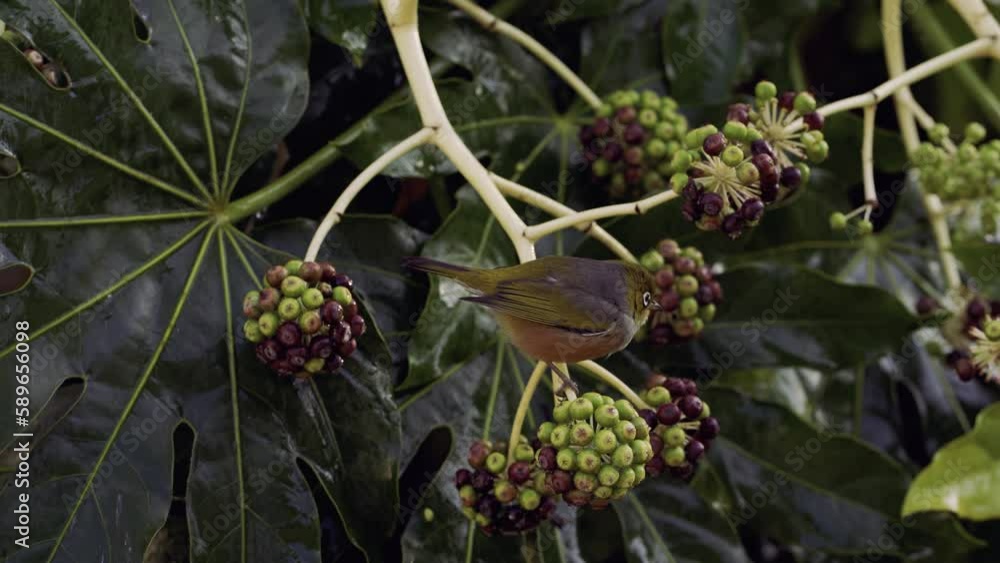 Tiny little Silvereye or Wax-eye (Zosterops lateralis) bird posing a tree brunch and eating Tiny little Silvereye or Wax-eye (Zosterops lateralis) bird posing a tree brunch and eating
