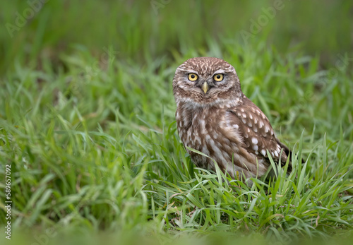 Little owl ( Athene noctua ) close up © Piotr Krzeslak