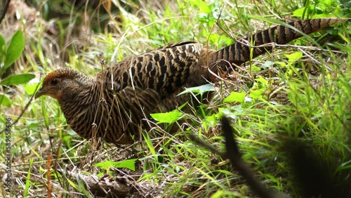 Pacific long-tailed cuckoo digging on the grass searching for food. Endemic New Zealand bird photo