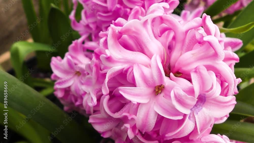 Colorful flowers close-up Colorful flowers close-up