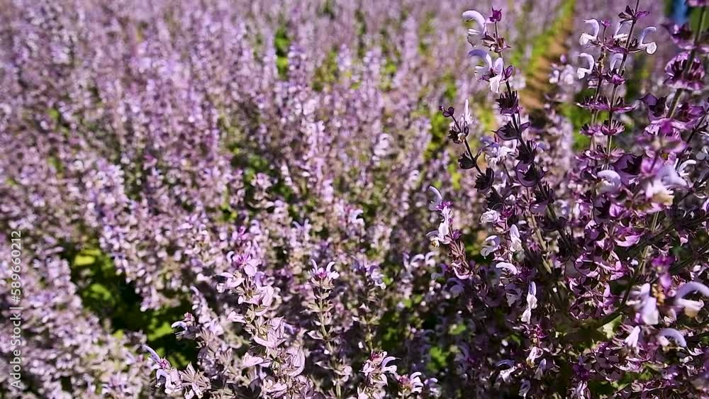 Bushes of clary sage (Salvia sclarea) bloom on a garden bed in the garden Bushes of clary sage (Salvia sclarea) bloom on a garden bed in the garden