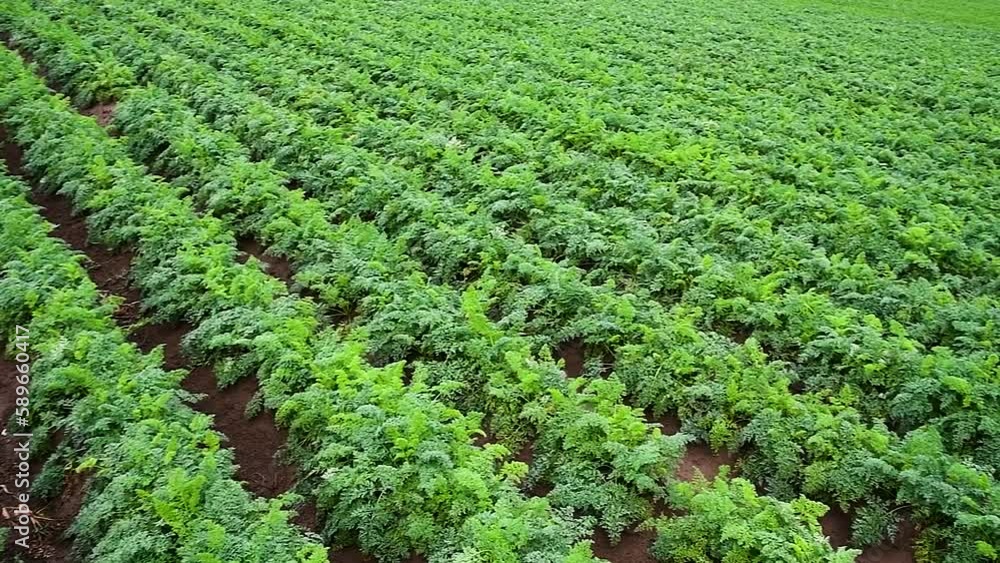 Carrots grow in the field Carrots grow in the field