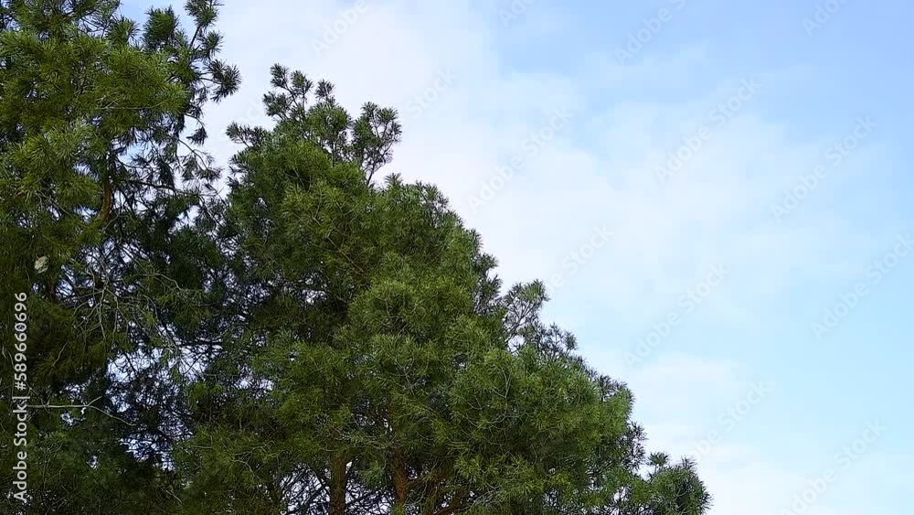 Green coniferous forest against the blue sky Green coniferous forest against the blue sky