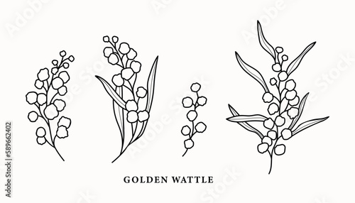 Line art wattle branches illustration photo