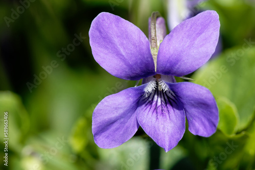 Violette odorante - Viola odorata