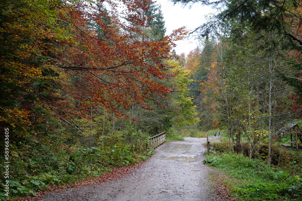 Beautiful autumn forest in Carpathian mountains Beautiful autumn forest in Carpathian mountains