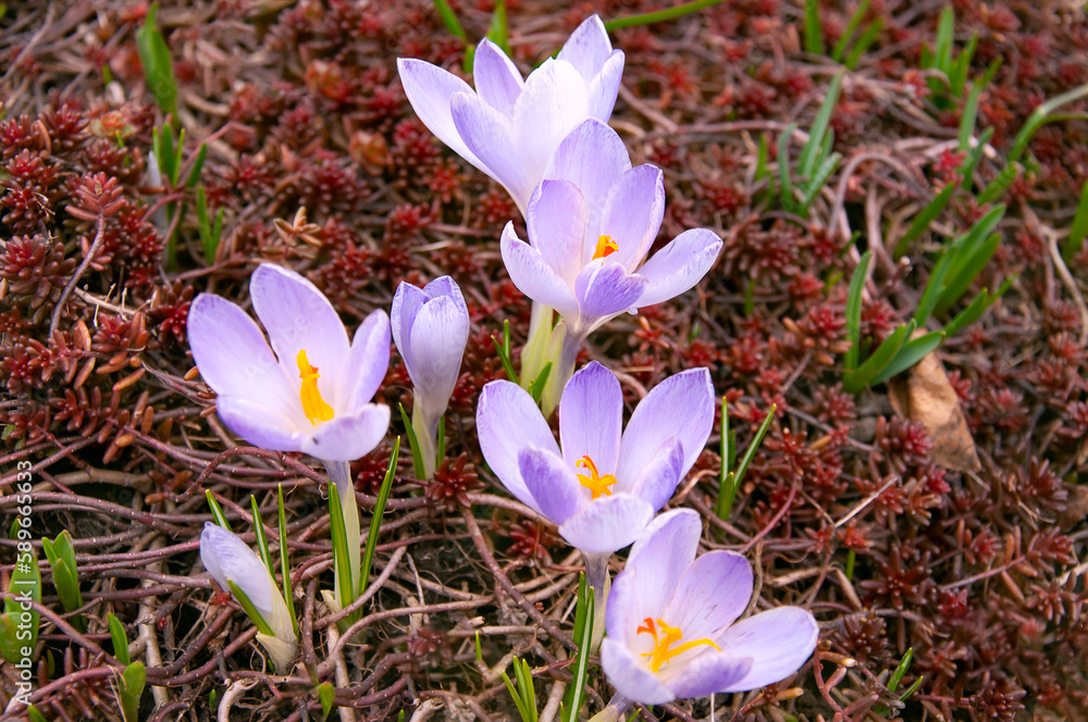 Purple crocus flowers in the garden. Early spring. Europe. Purple crocus flowers in the garden. Early spring. Europe.