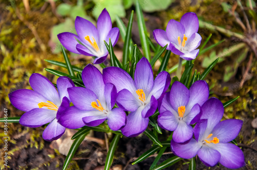 Purple crocus flowers in the garden. Early spring. Europe. Purple crocus flowers in the garden. Early spring. Europe.