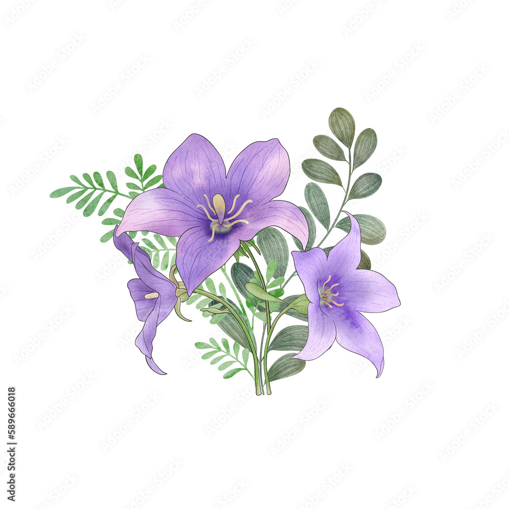 Star Balloon flowers and leaves bouquet isolated on white. Spring Platycodon flower watercolor botanical illustration. Wild flowers blossom summer arrangement