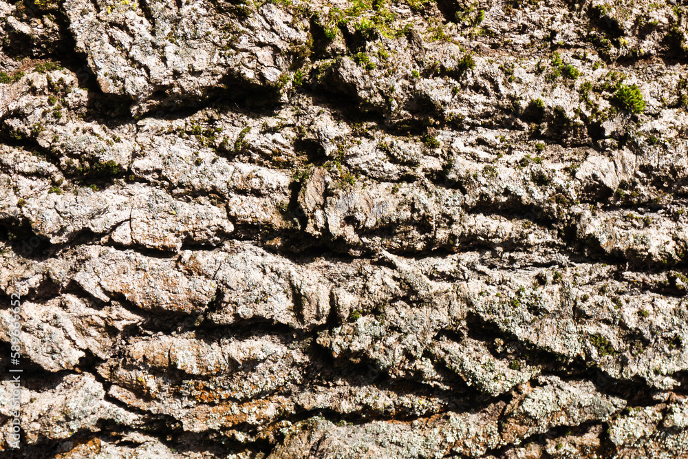 Tree bark texture. Forest moss background. Swamp environment background. Natural wood texture. Tree trunk in a forest closeup. Rustic vintage brown background. Tree bark texture. Forest moss background. Swamp environment background. Natural wood texture. Tree trunk in a forest closeup. Rustic vintage brown background.