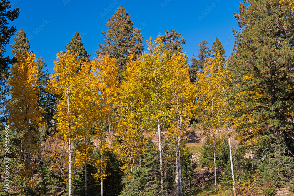 Colorful Aspen in the Fall