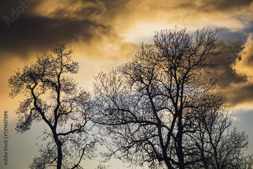 Silhouettes d'arbres et ciel d'orage au coucher de soleil, nuages et contrastes 