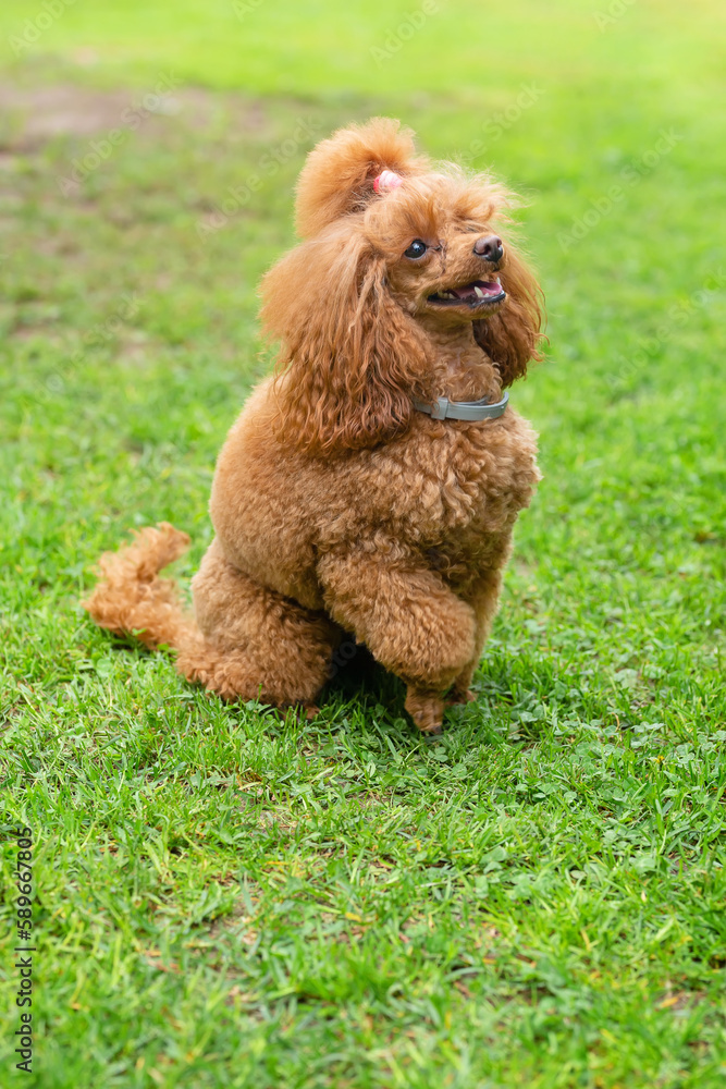 small chocolate poodle on the grass. Pet in nature. Cute dog like a toy small chocolate poodle on the grass. Pet in nature. Cute dog like a toy
