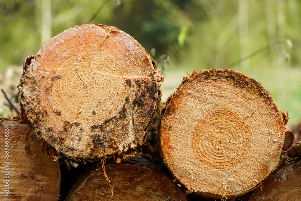 Freshly cut tree logs are stacked in the forest during sunset. Pine logs before loading and transportation. Illegal logging damages the environment. Wood harvesting woodworking industry. Felled trees