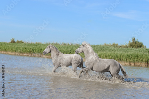 Horse running in camargue  france