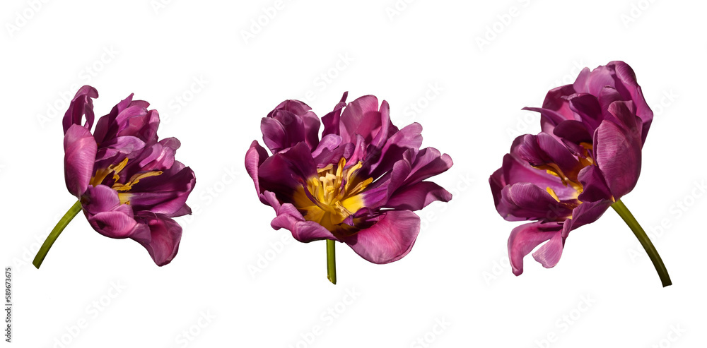 custom made wallpaper toronto digitalThree tulip flowers isolated on white background. Blooming tulips, close-up.