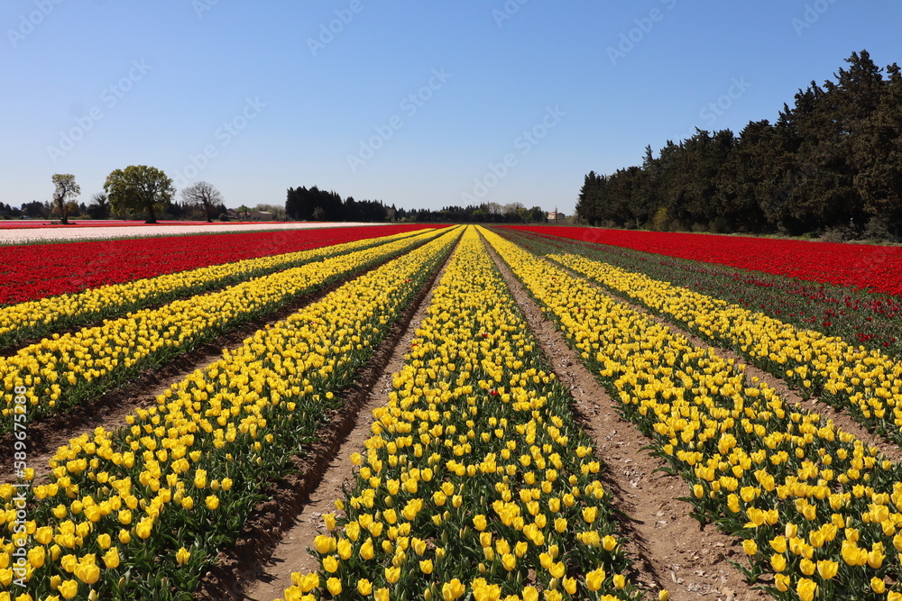 Fototapeta premium Tulipes, France