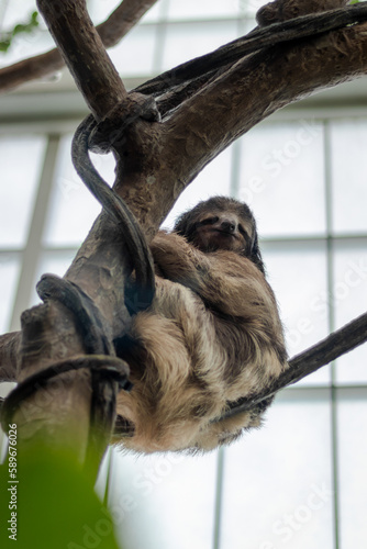 Sloth in a tree, Sloth in captivity, Endangered rainforest wildlife, Zoology, Nature, Habitat, Tropical animal conservation photo