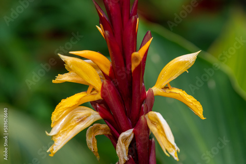 Close up of Indian shot  canna indica  flowers in bloom