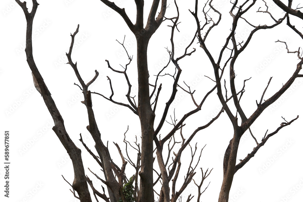Dry tree branch. Part of single tree on white background. Dry tree branch. Part of single tree on white background.