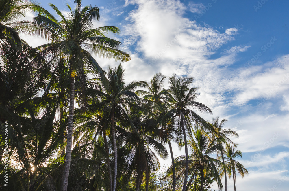 Coconut palm trees, beautiful tropical background