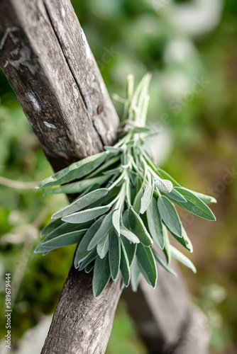 Salvia officinalis, common sage, just sage, Preparation of medicinal herbs for the preparation of elixirs for alternative medicine