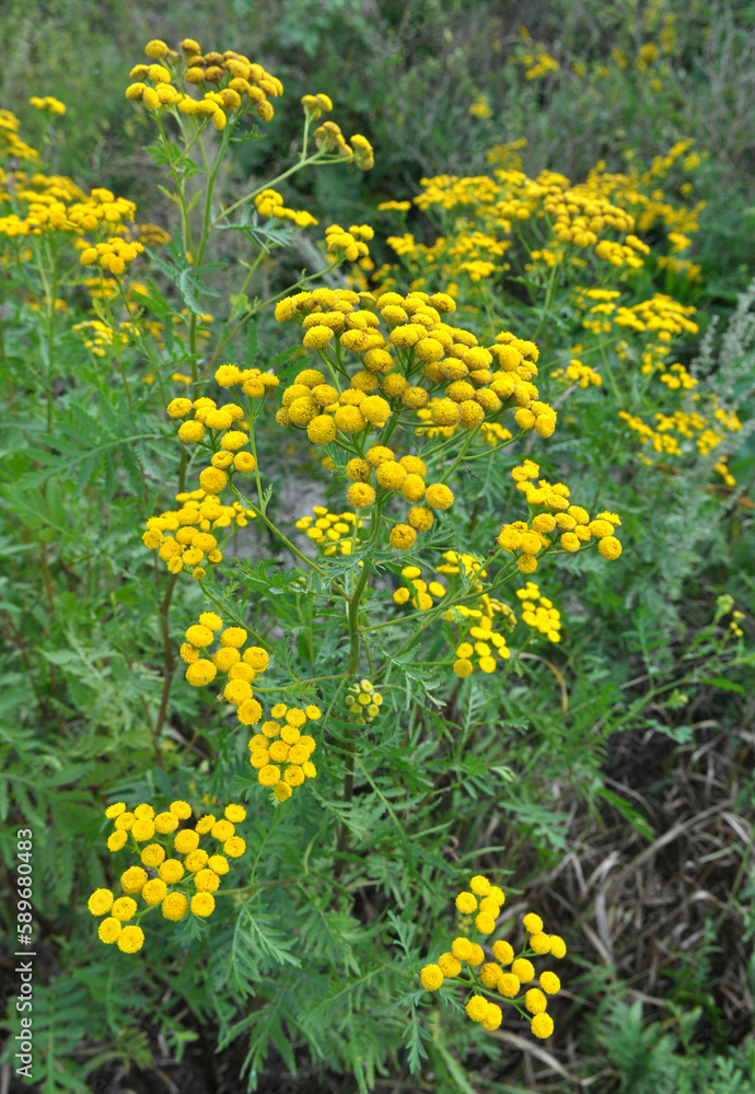 Tansy ordinary (Tanacetum vulgare) blooms in the wild Tansy ordinary (Tanacetum vulgare) blooms in the wild