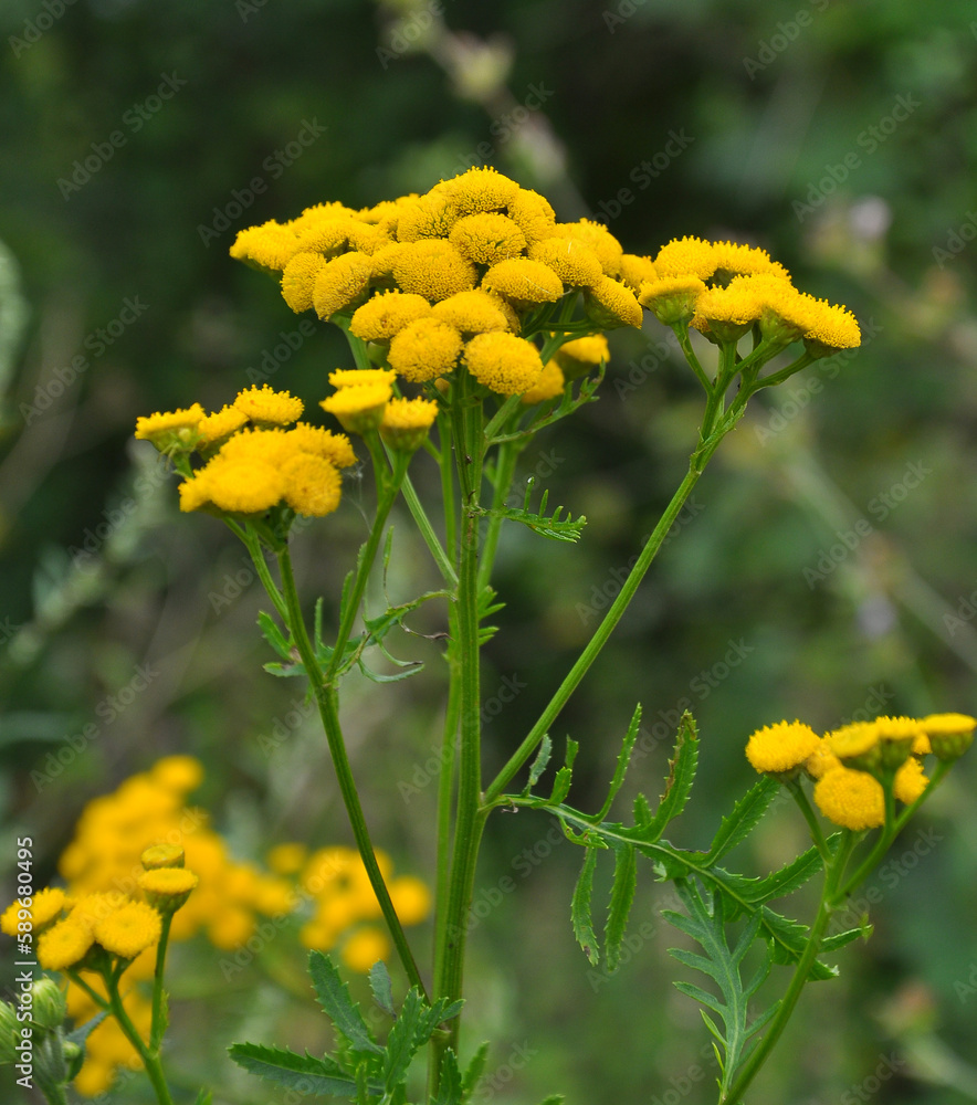 Fototapeta premium Tansy ordinary (Tanacetum vulgare) blooms in the wild