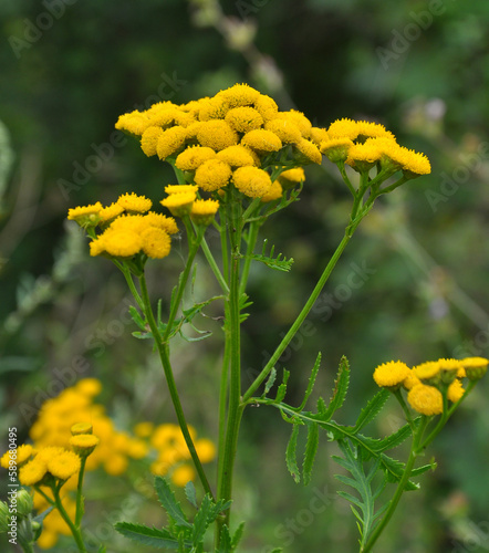 Tansy ordinary  Tanacetum vulgare  blooms in the wild