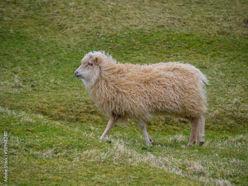 White sheep walking in the grass fields photo