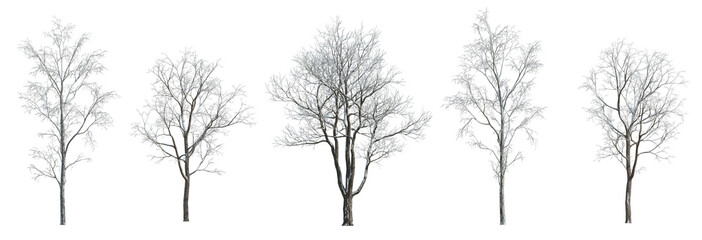 Winter various snowed trees isolated png on a transparent background premium cutout 