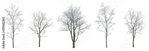 Winter various snowed trees isolated png on a transparent background premium cutout 