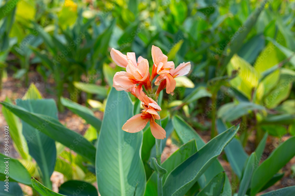 Fototapeta premium Beautiful canna flower with green leaves in the garden