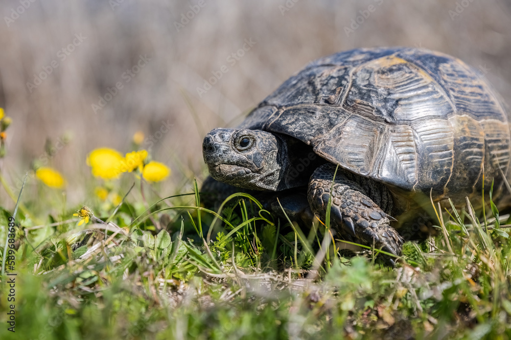 Close-up portrait of a Turtle or Testudines walking on the grass with yellow flowers, spring vibes Close-up portrait of a Turtle or Testudines walking on the grass with yellow flowers, spring vibes