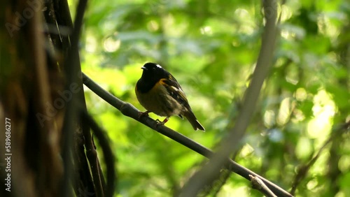 Stitchbird or Hihi posing on a tree branch. New Zealand native bird
