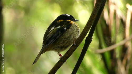 Close up to Stitchbird or Hihi, endemic new zealand bird photo
