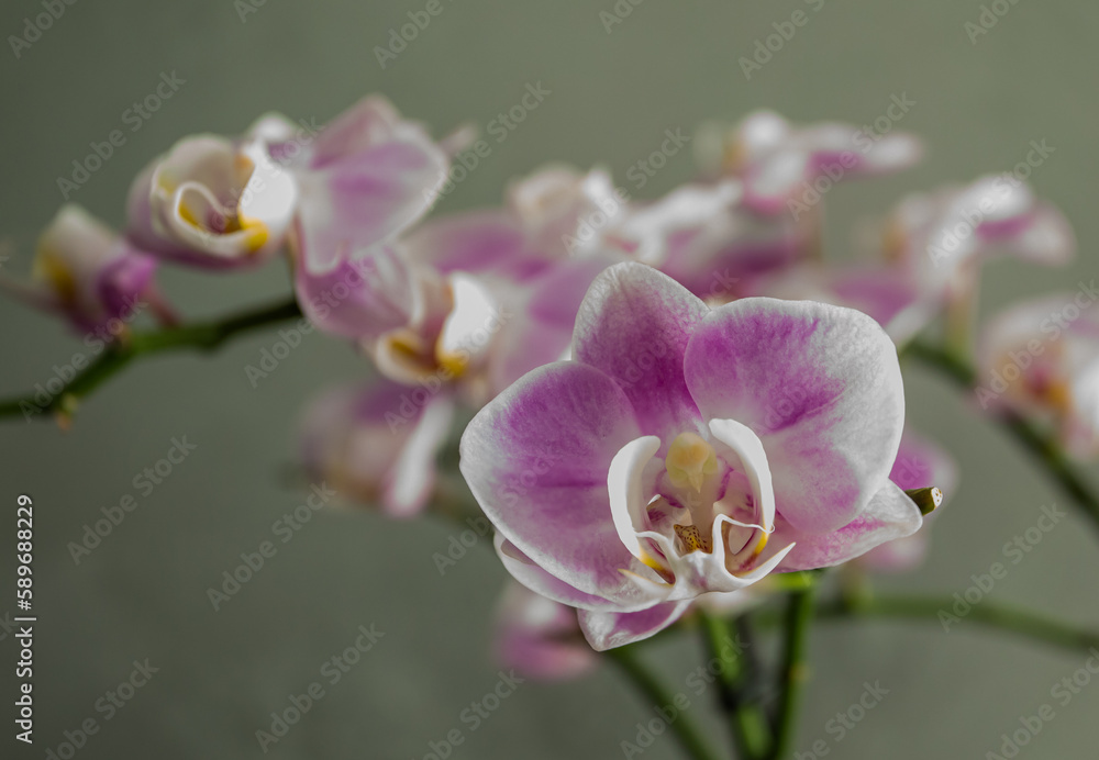 Orchidea Orchidea