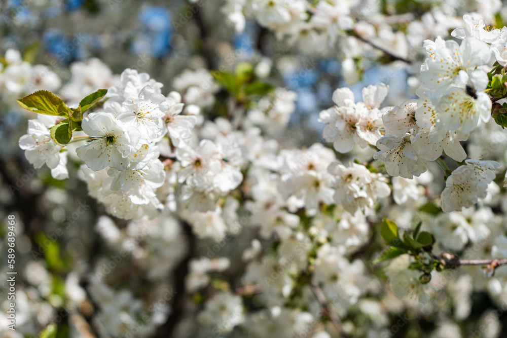 Blooming cherry tree in the garden Blooming cherry tree in the garden