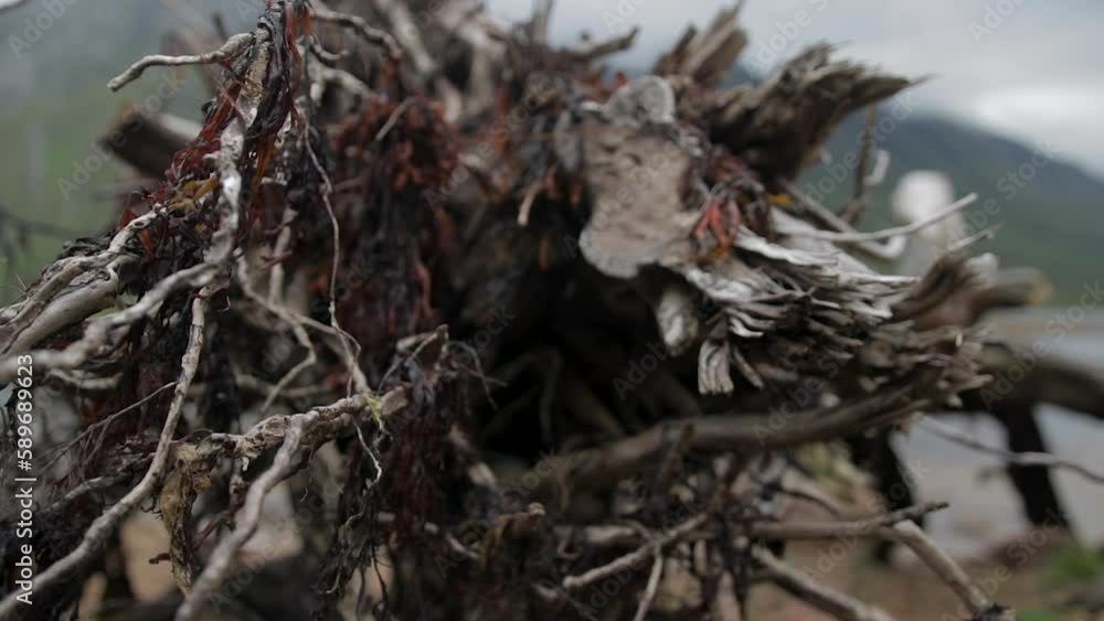 cinematic shot of washed up tree roots and sea weed at a highland lock cinematic shot of washed up tree roots and sea weed at a highland lock