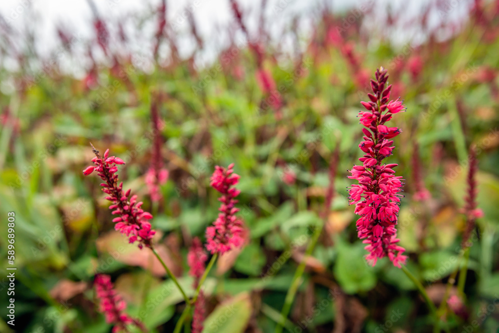 Closeup of red blooming flower heads of Bistorta amplexicaulis or mountain fleece plants on a sunny day in the summer season. Closeup of red blooming flower heads of Bistorta amplexicaulis or mountain fleece plants on a sunny day in the summer season.