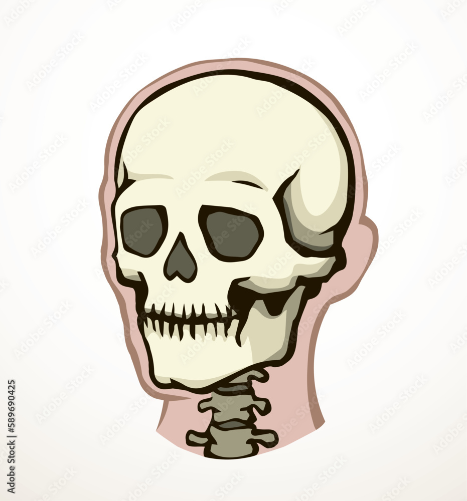 Fototapeta premium Vector drawing. Skull and neck bones